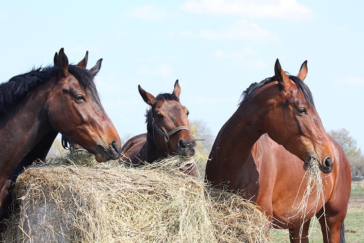 Nourrir les chevaux ayant des besoins spéciaux