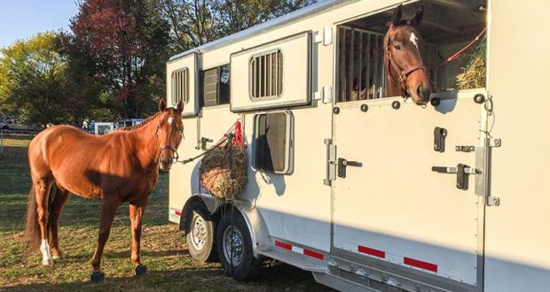horse eating at trailer