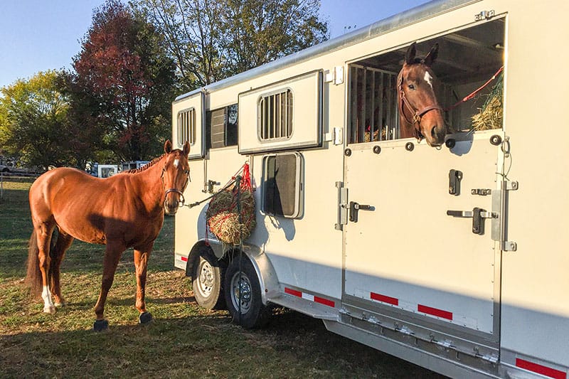 horse eating at trailer
