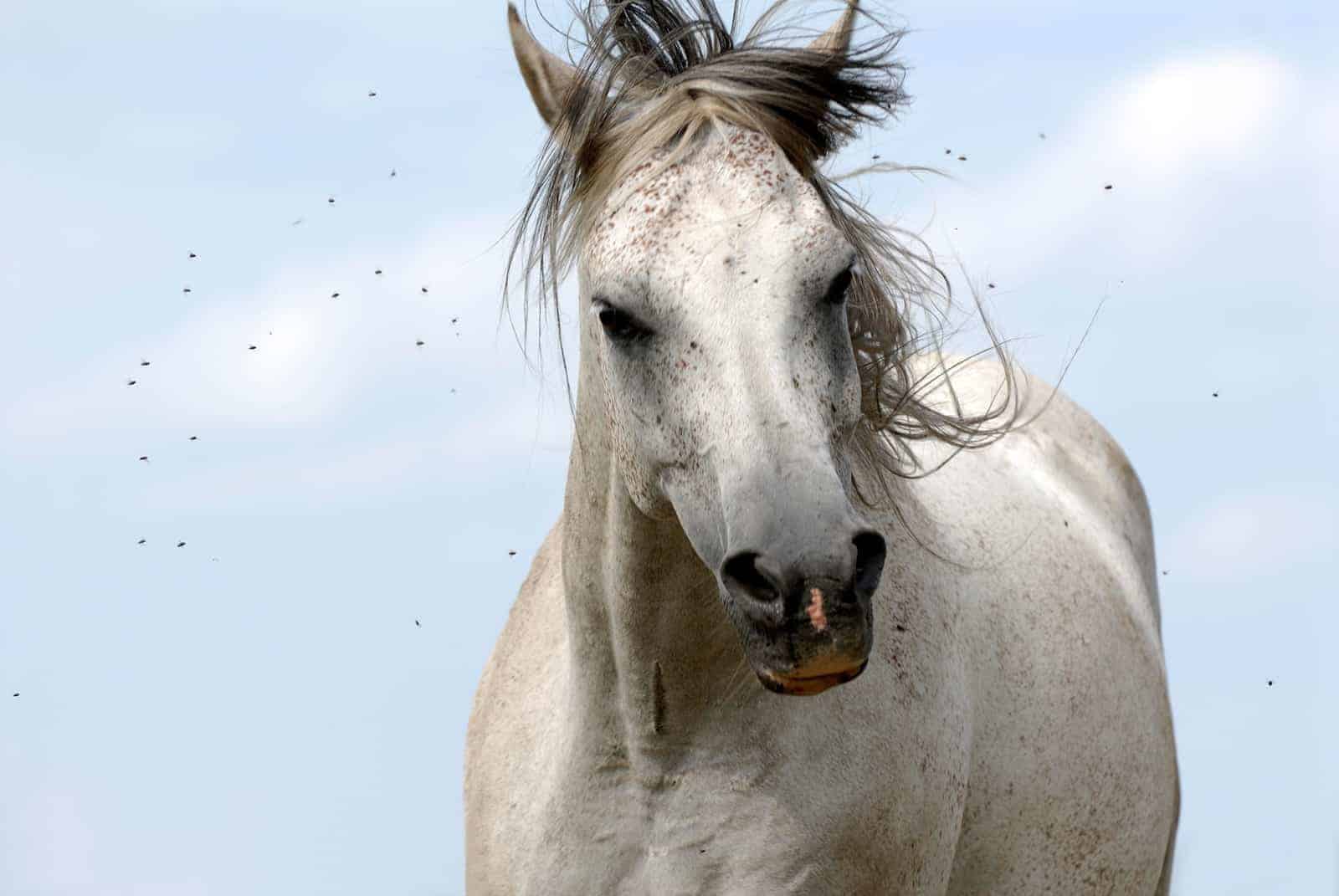 horse bothered by flies