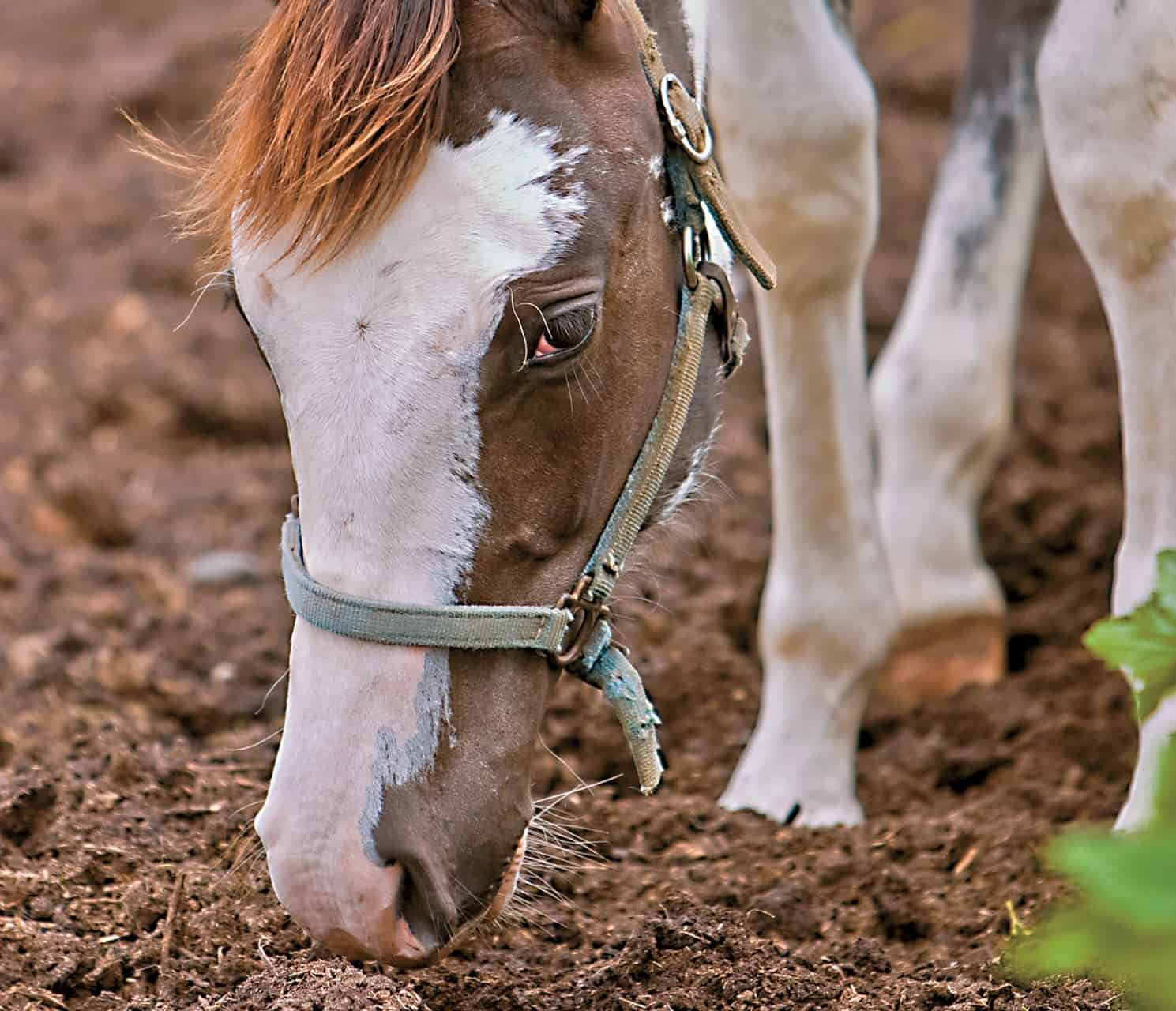 horse eating off the ground