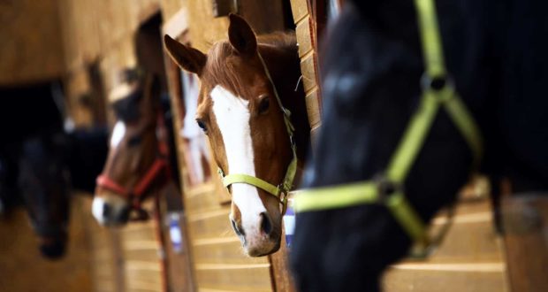 horses looking out of stalls