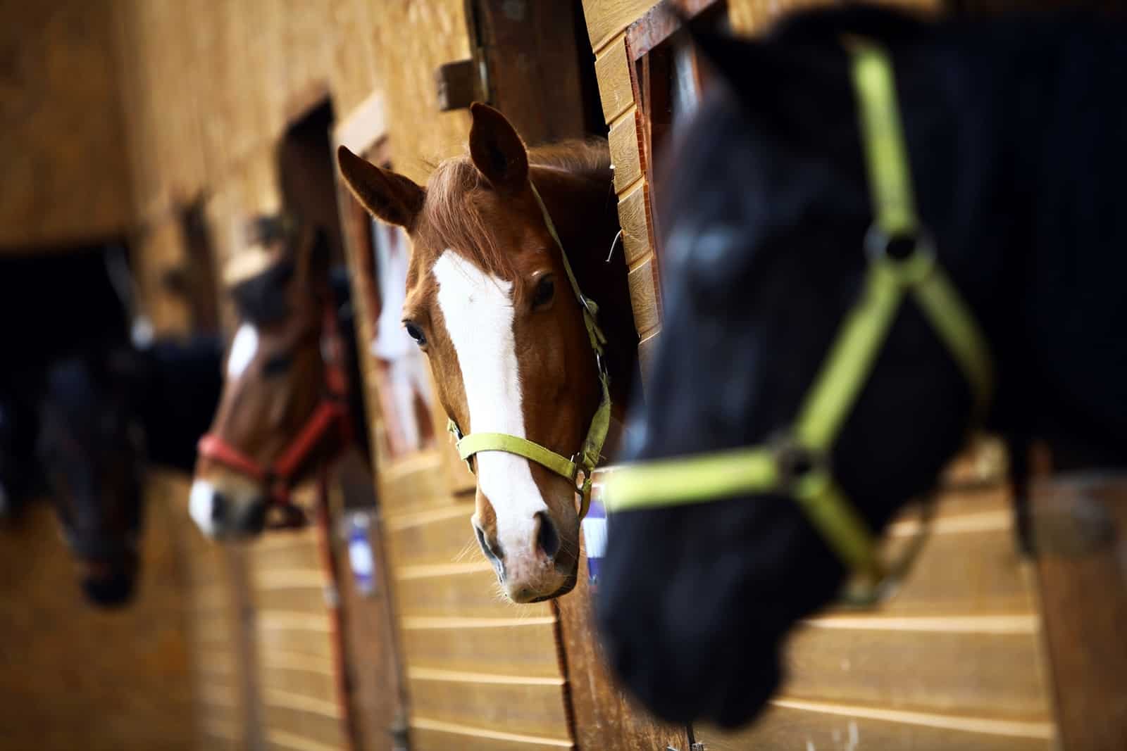 horses looking out of stalls
