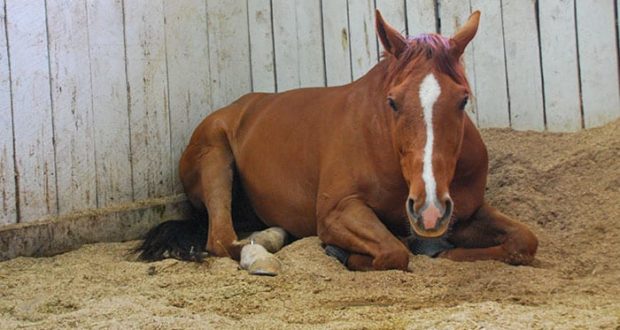 horse laying down, resting, in stall
