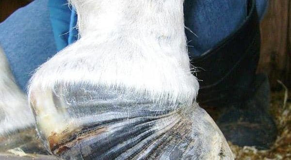 laminitis liklihood