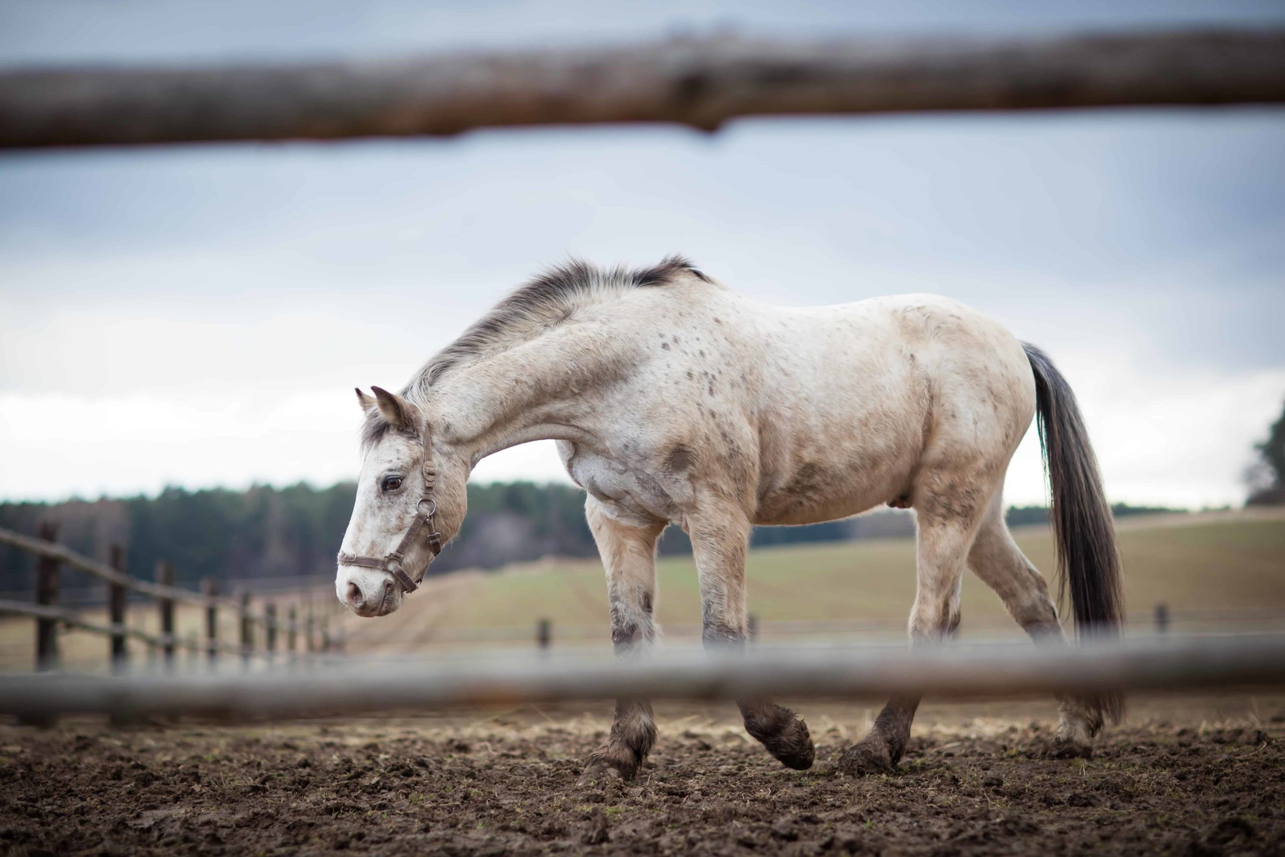 senior horse