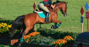 sport horse jumping