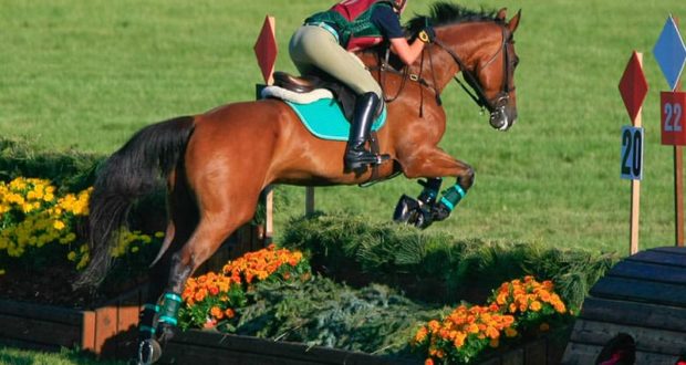 sport horse jumping