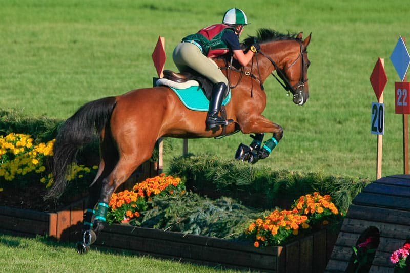 sport horse jumping