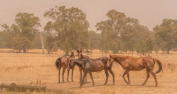 Wildfire Season and Feeding Horses for Lung Health