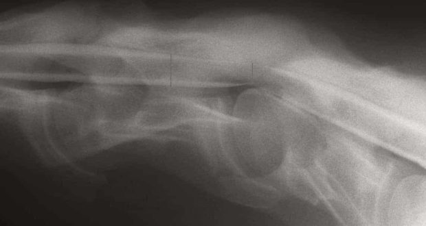 Myelogram of Wobbler Horse
