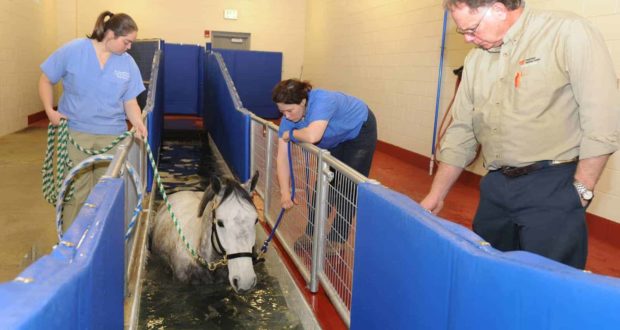 University of Tennessee underwater treadmill