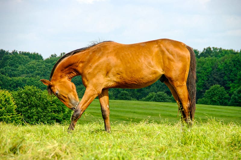 itchy horse