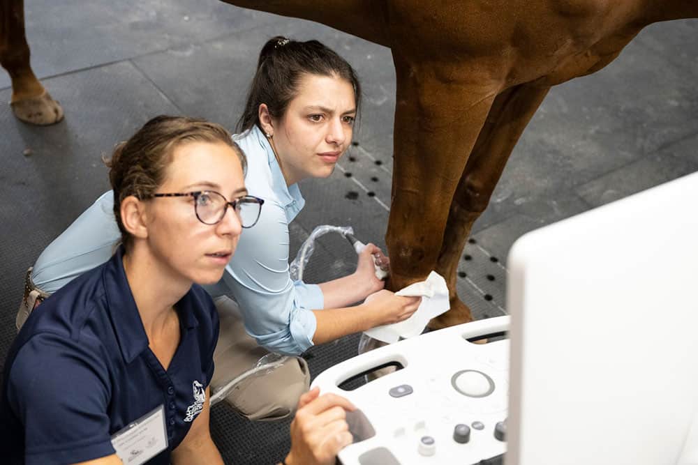 future equine vets
