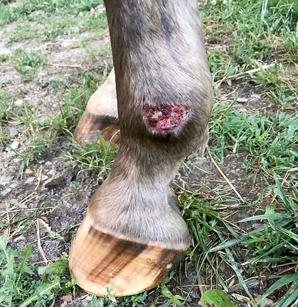 lower leg wound