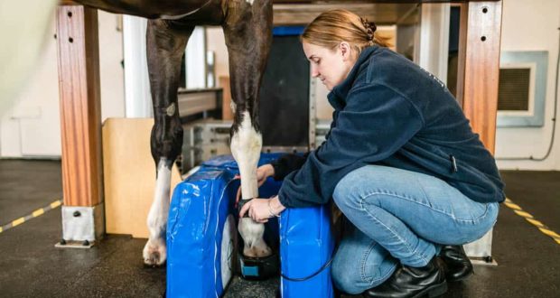 A Fresh Look at the Causes of Navicular Disease
