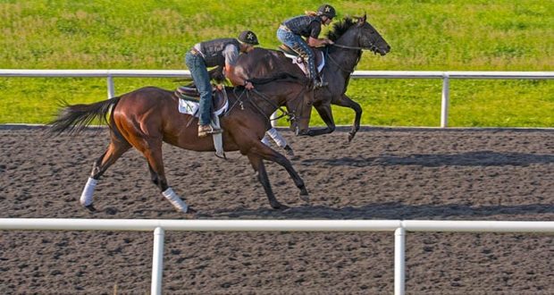Conditioning Young Equine Athletes