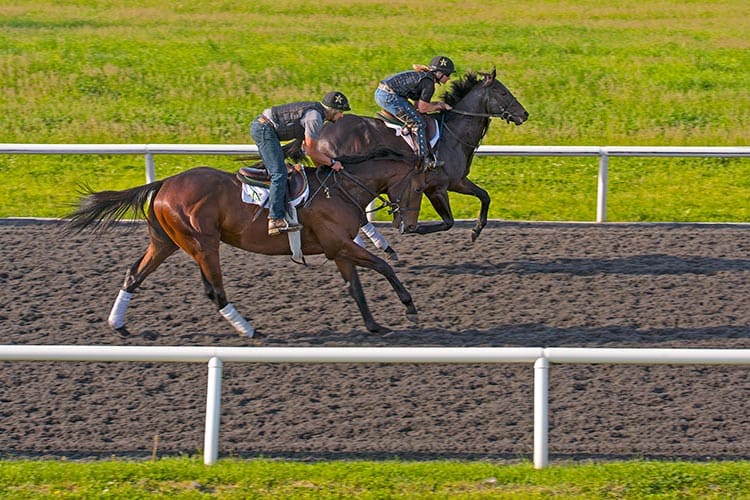 Conditioning Young Equine Athletes