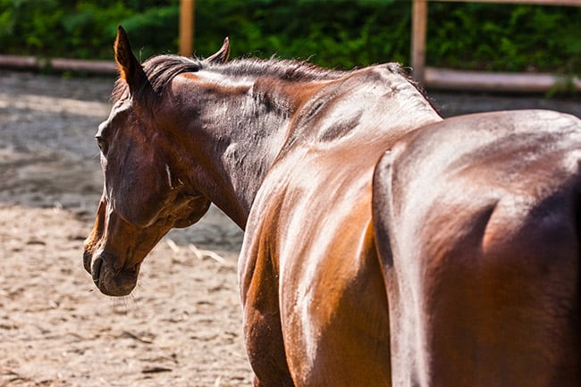 Bulking Up: Does Your Horse Need to Gain Weight, Muscle, or Both?