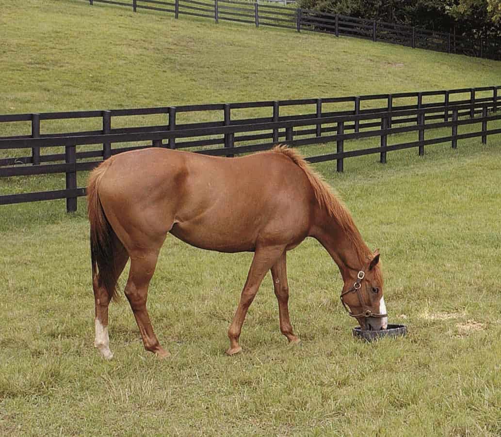 Nourrir le cheval asthmatique