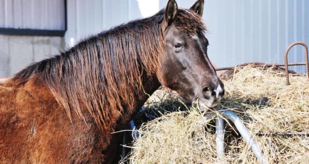 Creating the Right Diet for Your Horse