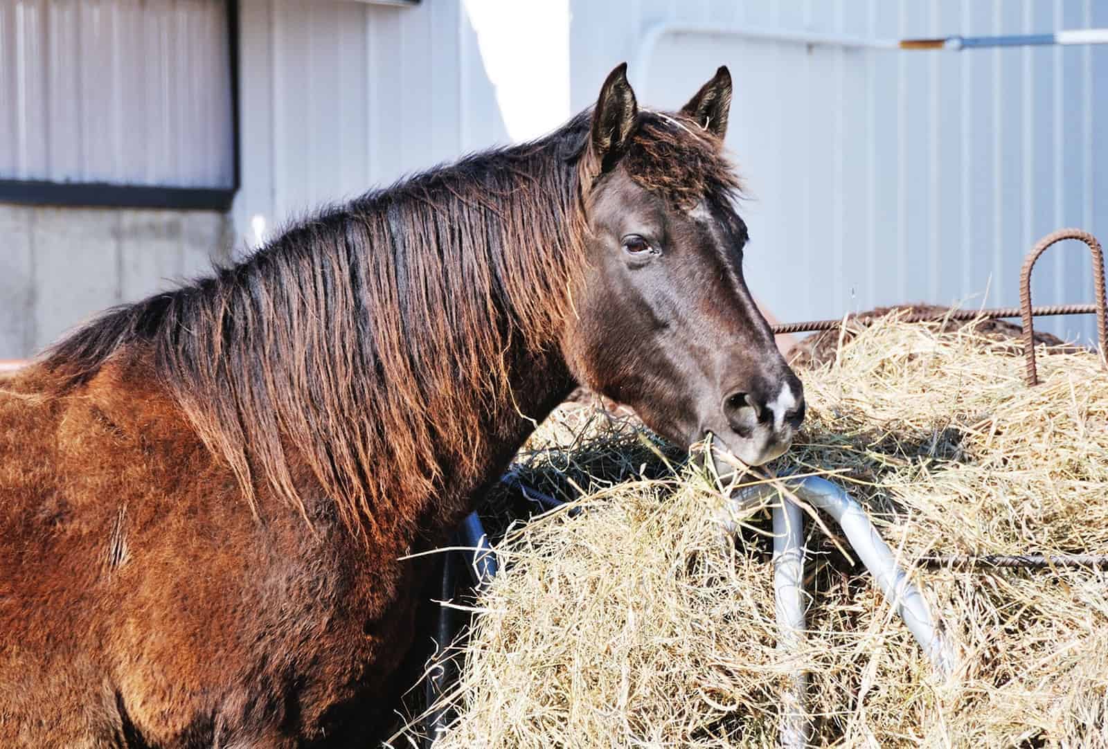 Creating the Right Diet for Your Horse