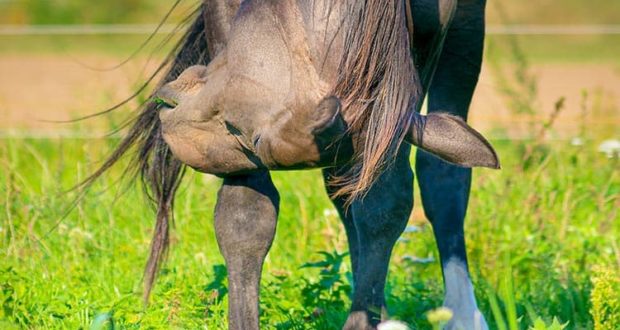 Providing Horses Relief During Allergy Season