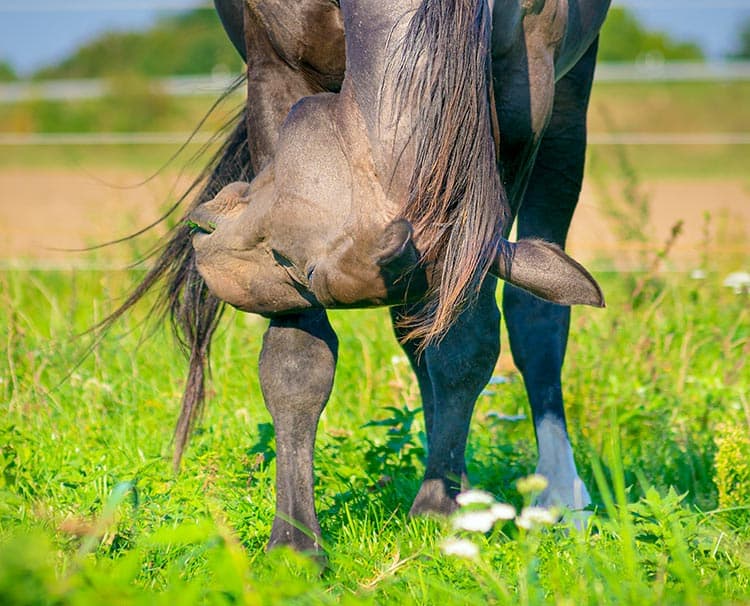 Providing Horses Relief During Allergy Season