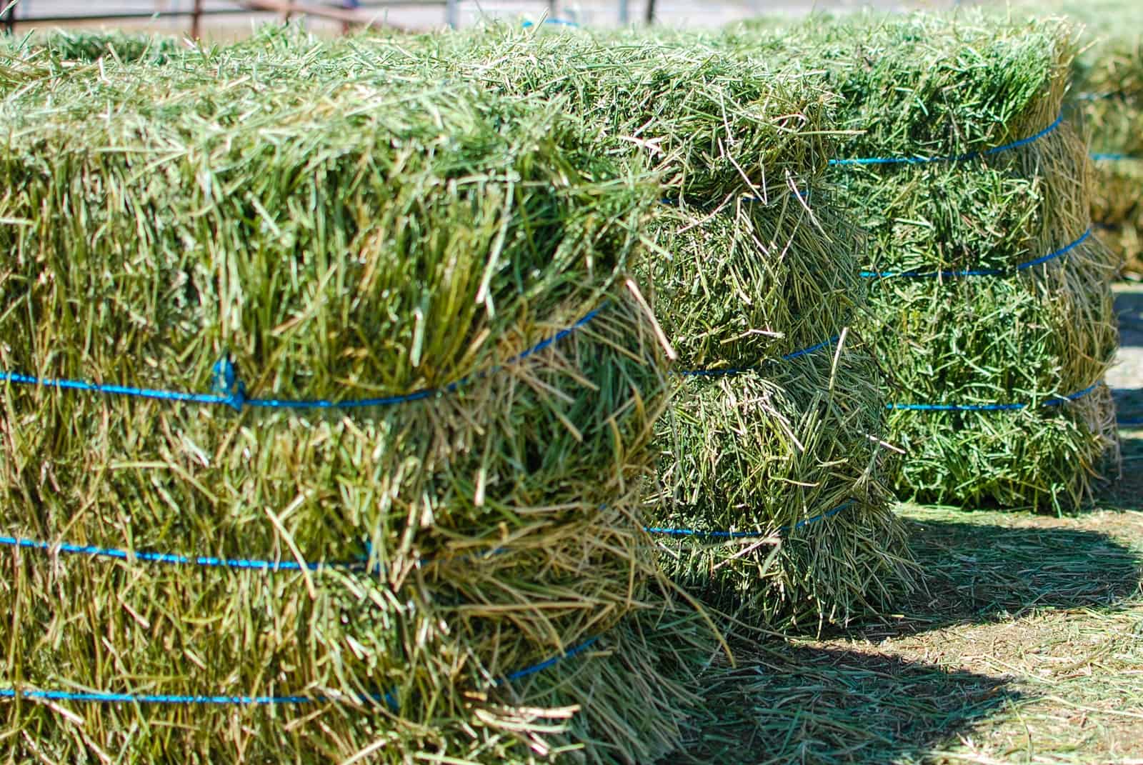 Alfalfa