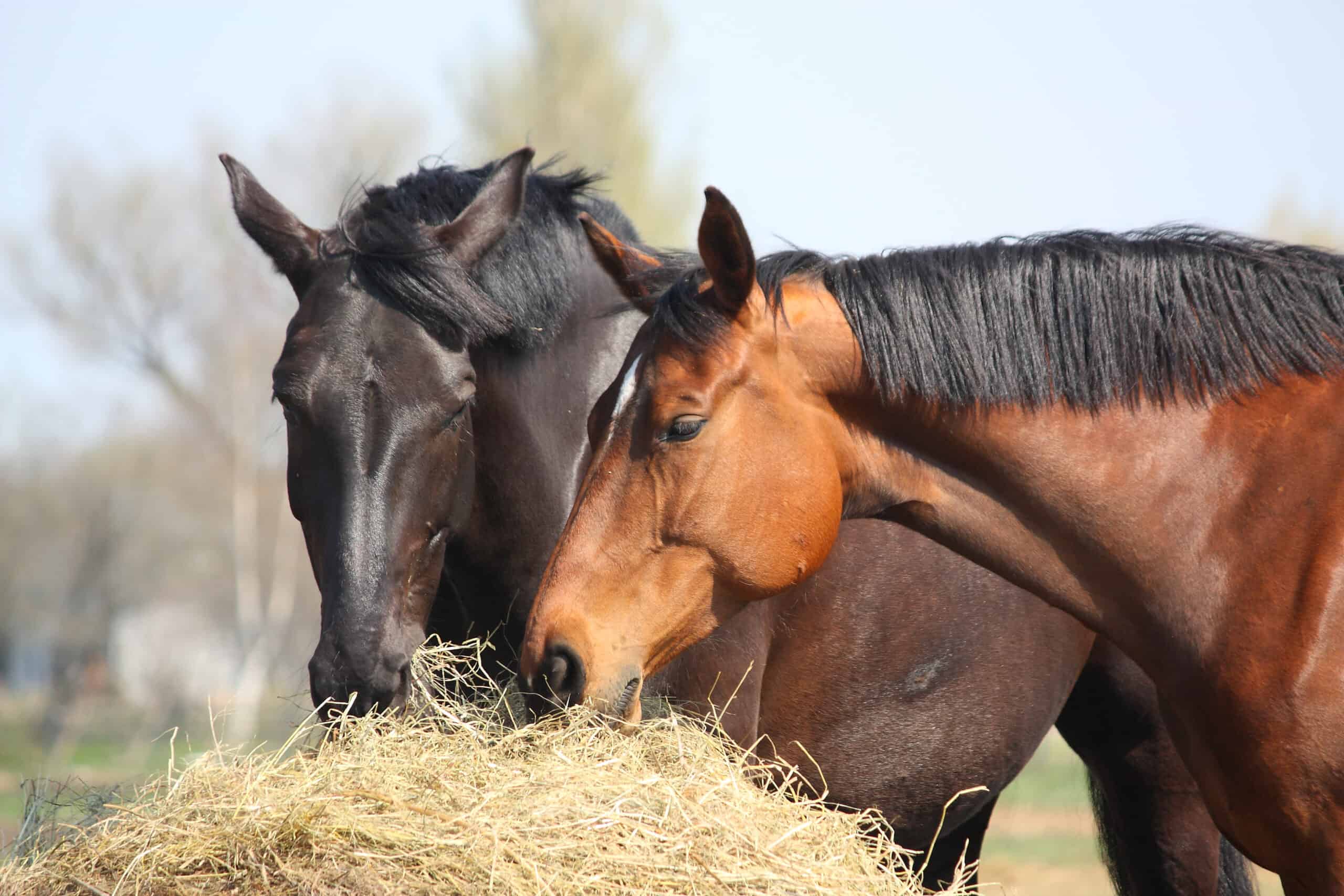Mustangs