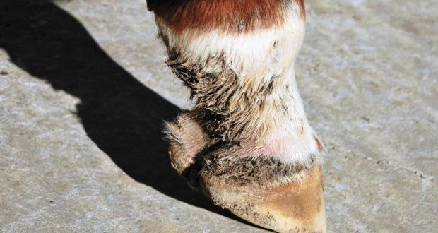 Maîtriser les égratignures chez les chevaux