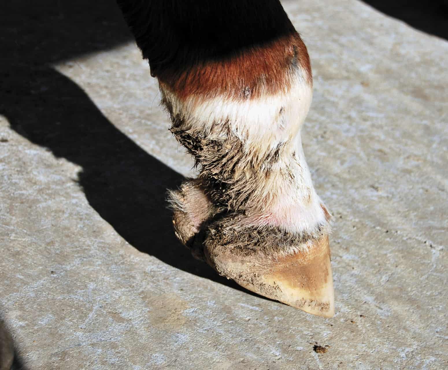 Maîtriser les égratignures chez les chevaux