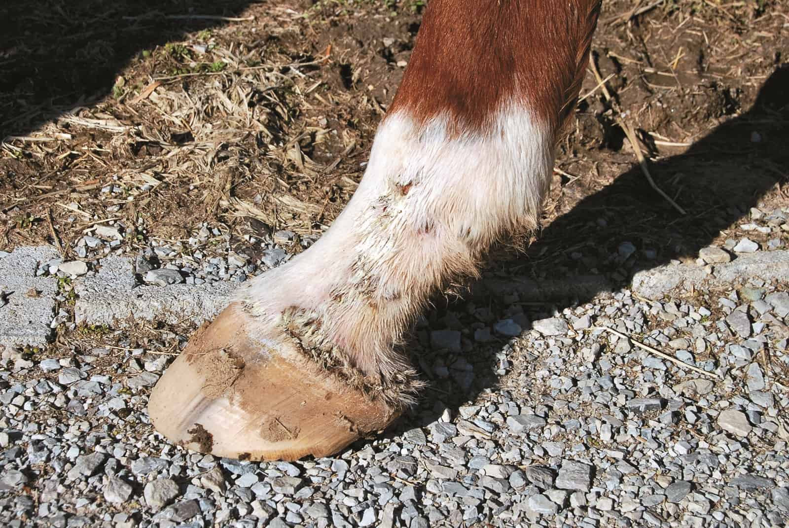 can diet prevent scratches