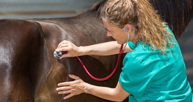 Geriatric Colic Surgery: Factors to Consider