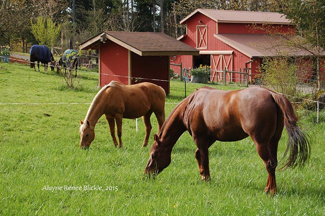 horses grazing