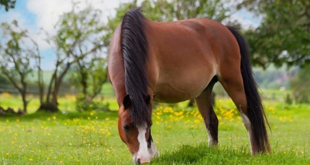 chunky pony grazing in field