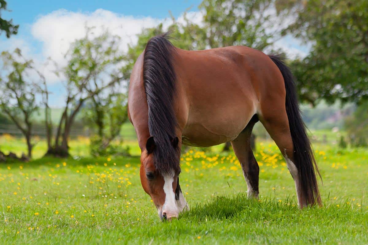 chunky pony grazing in field