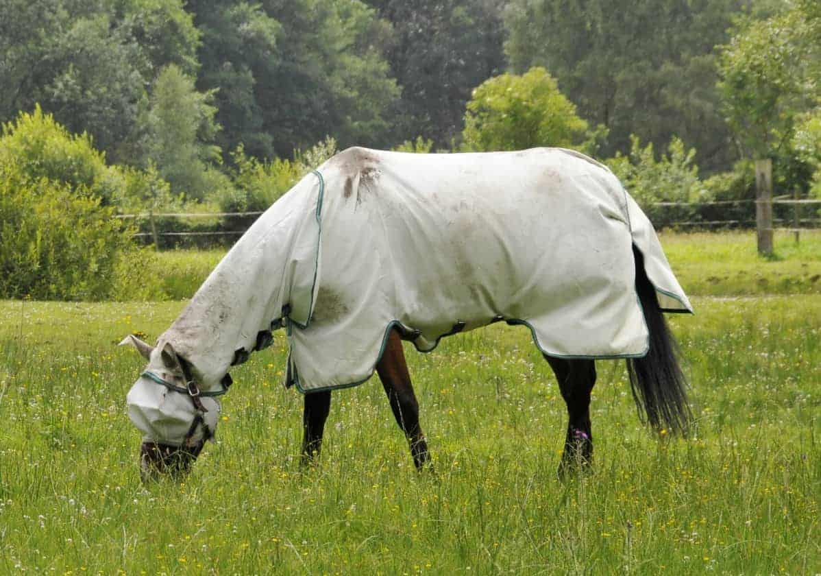 horse in fly gear