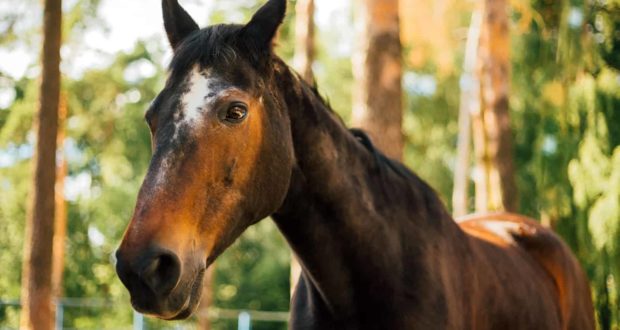 Comment puis-je garder mon cheval senior avec PPID au frais ?