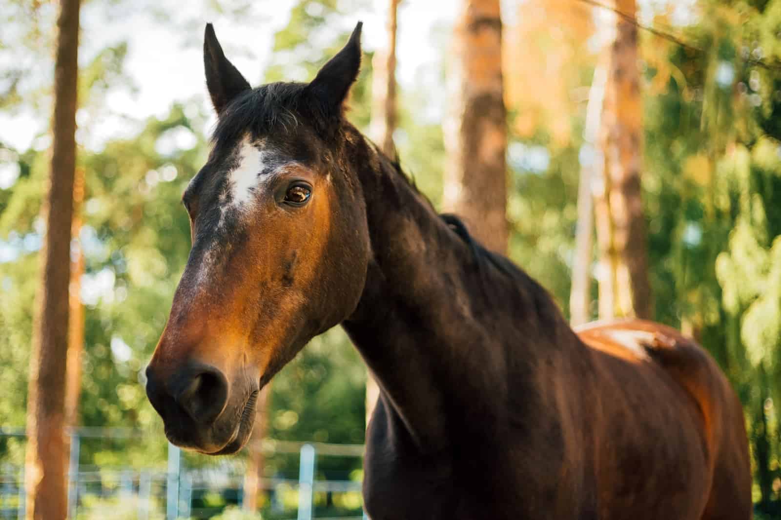 Comment puis-je garder mon cheval senior avec PPID au frais ?