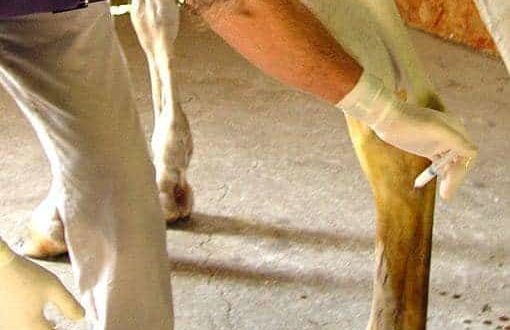 hock injection