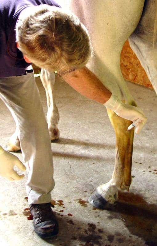 hock injection