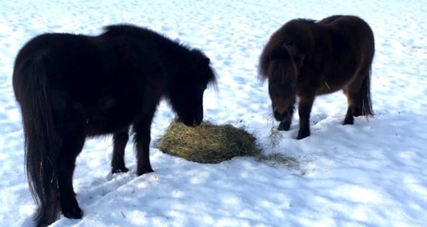 Miniature Horses eating hay in snow.