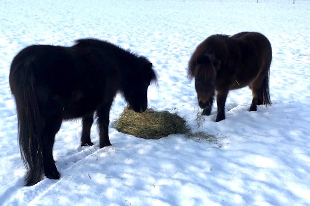 Miniature Horses eating hay in snow.