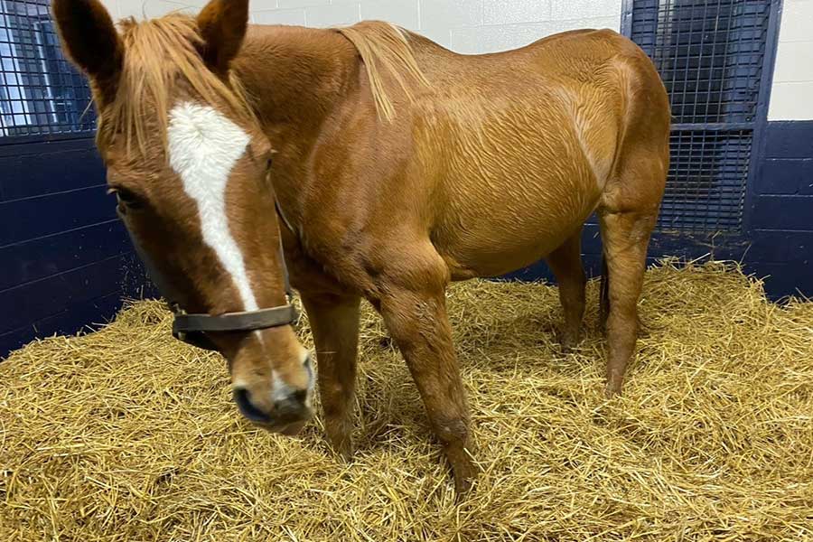 Anna at Hagyard Equine Medical Institute