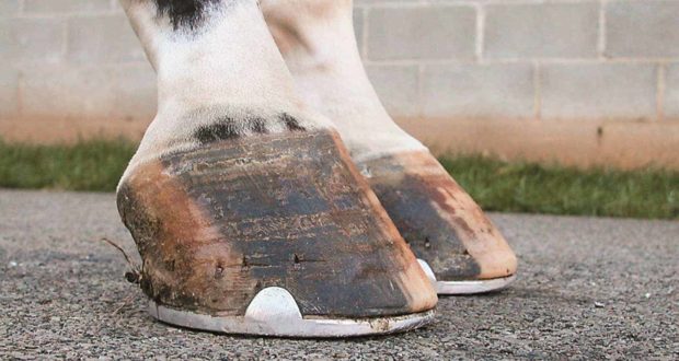Managing the Club Foot