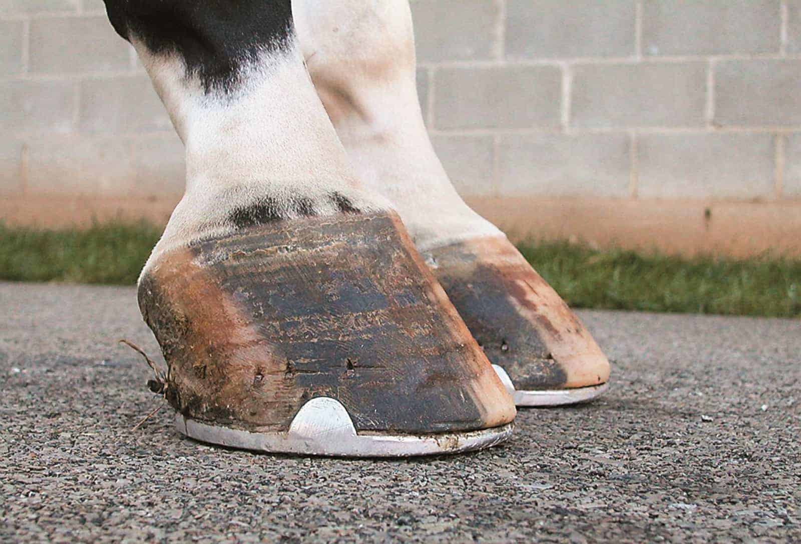 Managing the Club Foot