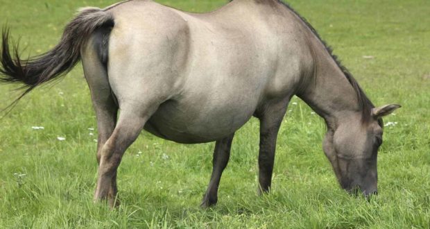 Identifier et gérer les grossesses à haut risque chez les chevaux