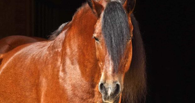 overweight bay horse