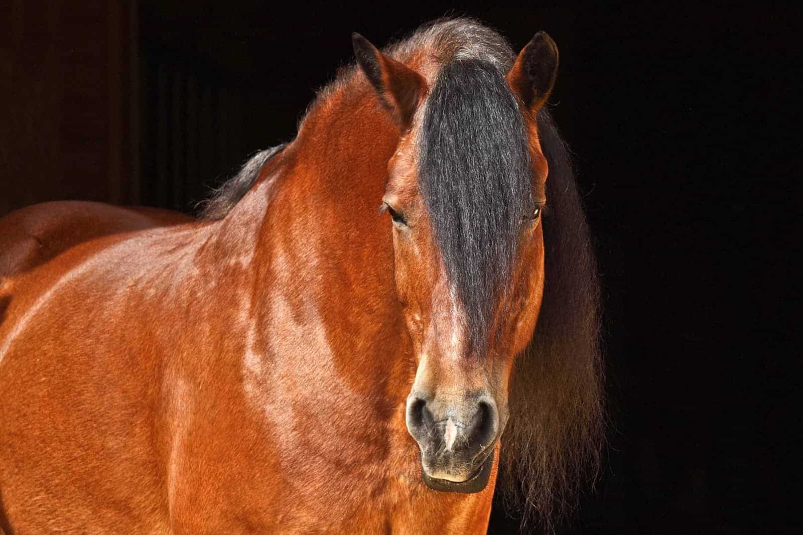 overweight bay horse